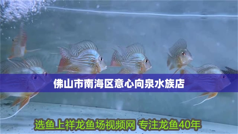 佛山市南海區(qū)意心向泉水族店