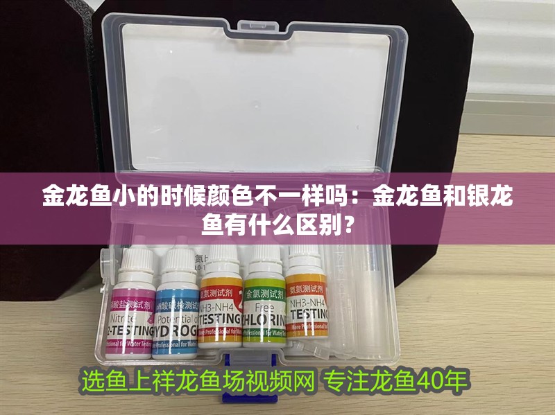 金龍魚小的時候顏色不一樣嗎：金龍魚和銀龍魚有什么區別？ 金龍魚小的時候顏色不一樣嗎：金龍魚和銀龍魚有什么區別？ 龍魚百科