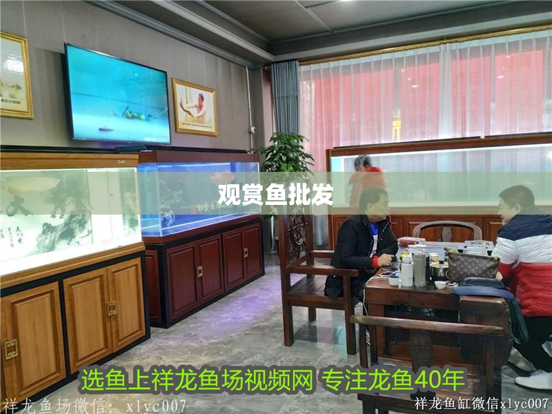 觀賞魚批發