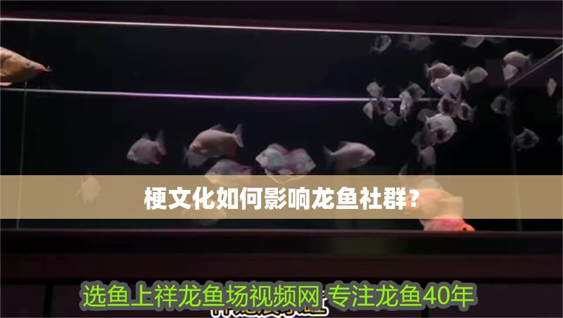 梗文化如何影響龍魚社群？