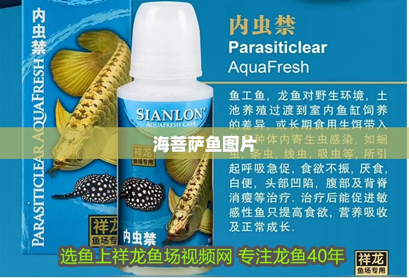 魚缸過濾器選購指南:自制魚缸過濾器魚缸上置過濾器對于養魚愛好者的必備知識 海菩薩魚圖片 龍魚論壇 海菩薩魚圖片 海菩薩魚圖片 龍魚論壇