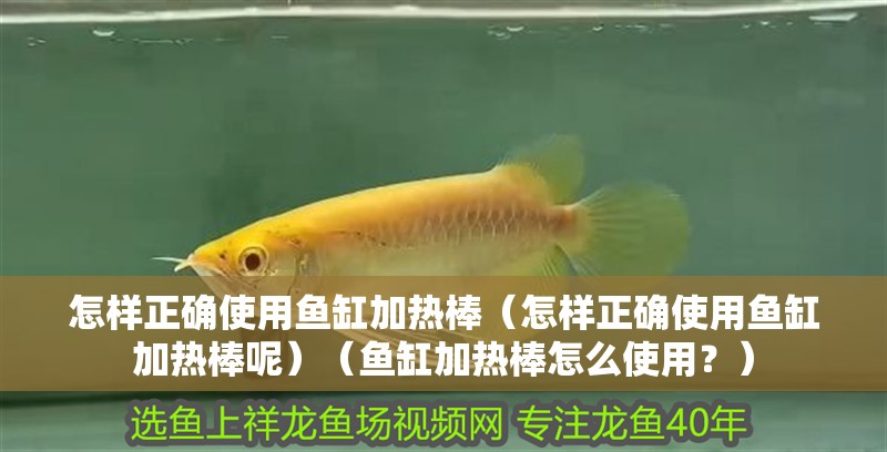 怎樣正確使用魚缸加熱棒（怎樣正確使用魚缸加熱棒呢）（魚缸加熱棒怎么使用？）