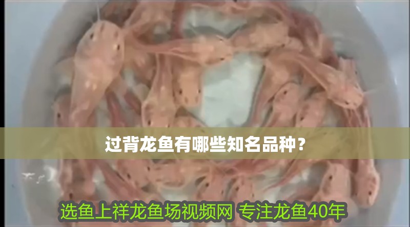 過背龍魚有哪些知名品種？