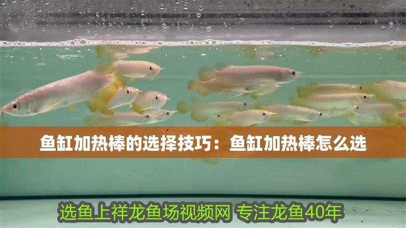 魚缸加熱棒的選擇技巧：魚缸加熱棒怎么選