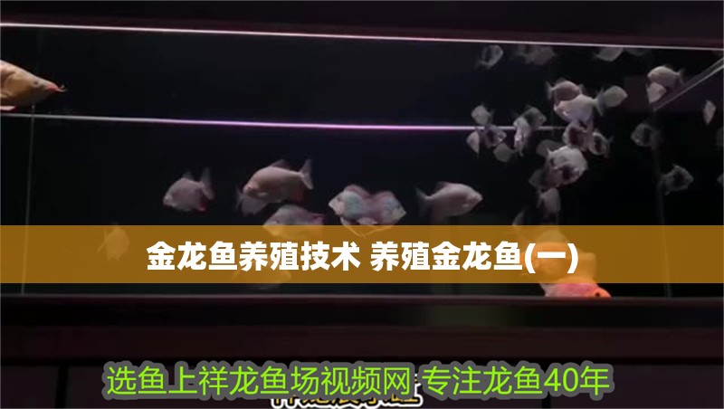 金龍魚養殖技術 養殖金龍魚(一)