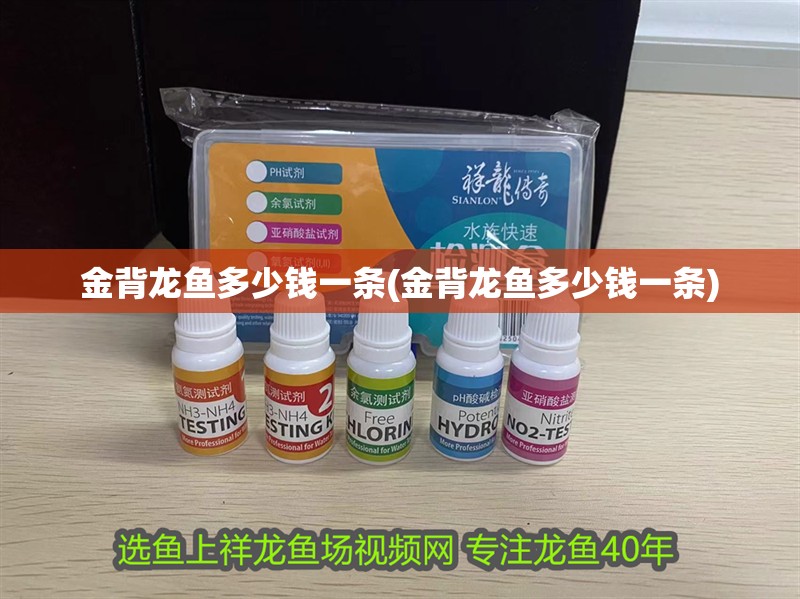 金背龍魚多少錢一條(金背龍魚多少錢一條)