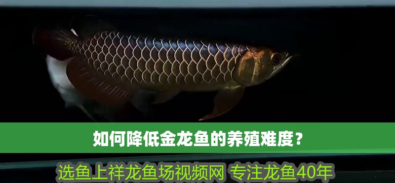 如何降低金龍魚的養殖難度？