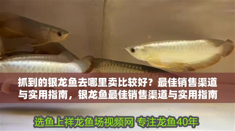 抓到的銀龍魚去哪里賣比較好？最佳銷售渠道與實用指南，銀龍魚最佳銷售渠道與實用指南，哪里賣最劃算？