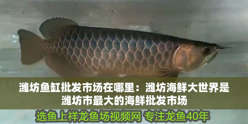 濰坊魚缸批發(fā)市場在哪里：濰坊海鮮大世界是濰坊市最大的海鮮批發(fā)市場