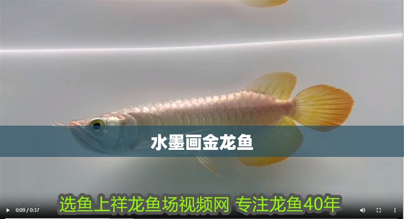 水墨畫(huà)金龍魚(yú)