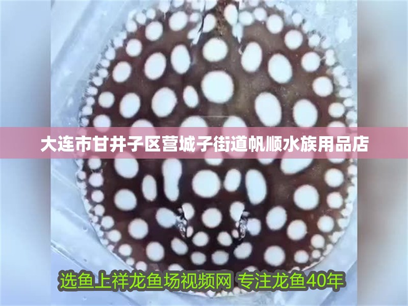 大連市<strong><mark>甘井子</mark></strong>區營城子街道帆順水族用品店