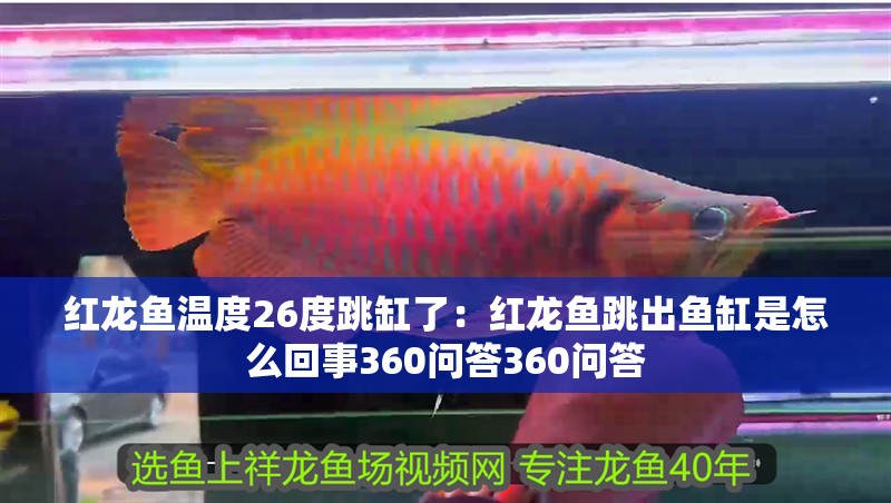 紅龍魚溫度26度跳缸了：紅龍魚跳出魚缸是怎么回事360問答360問答 紅龍魚溫度26度跳缸了：紅龍魚跳出魚缸是怎么回事360問答360問答 龍魚百科