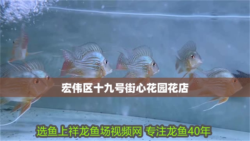 宏偉區十九號街心花園花店