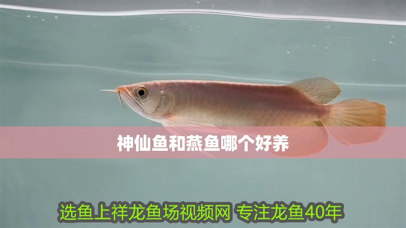 神仙魚(yú)和燕魚(yú)哪個(gè)好養(yǎng)