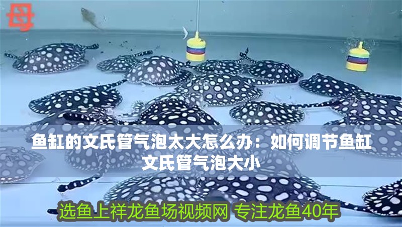 魚缸的文氏管氣泡太大怎么辦：如何調(diào)節(jié)魚缸文氏管氣泡大小 魚缸的文氏管氣泡太大怎么辦：如何調(diào)節(jié)魚缸文氏管氣泡大小 魚缸百科