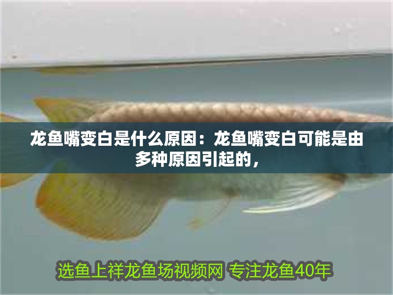 龍魚嘴變白是什么原因：龍魚嘴變白可能是由多種原因引起的，