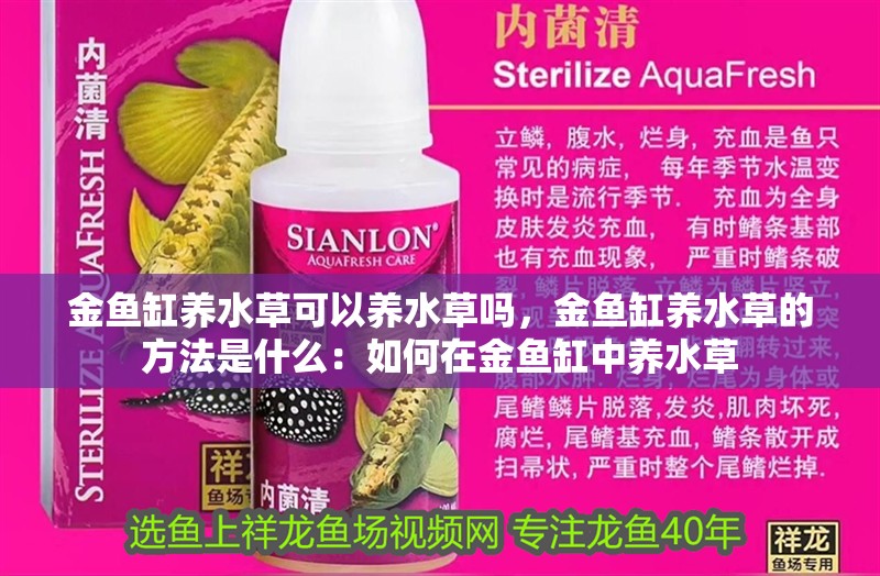 鸚鵡魚和銀龍魚混養怎樣喂食 金魚缸養水草可以養水草嗎,金魚缸養水草的方法是什么:如何在金魚缸中養水草 魚缸百科 金魚缸養水草可以養水草嗎,金魚缸養水草的方法是什么:如何在金魚缸中養水草 金魚缸養水草可以養水草嗎,金魚缸養水草的方法是什么:如何在金魚缸中養水草 魚缸百科