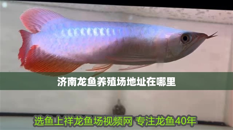 濟南龍魚養殖場地址在哪里 濟南龍魚養殖場地址在哪里 龍魚百科