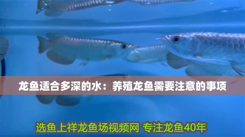 龍魚適合多深的水：養殖龍魚需要注意的事項