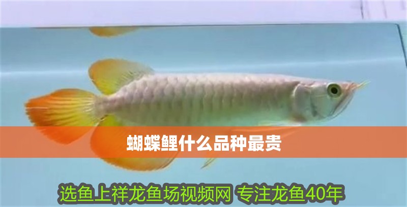 蝴蝶鯉什么品種最貴