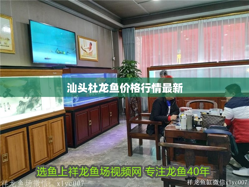 汕頭杜龍魚價格行情最新