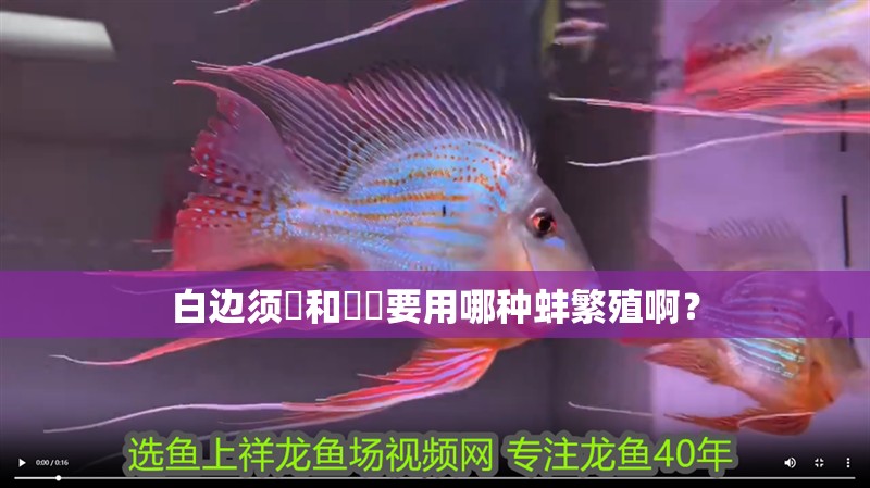 白邊須鱲和鲏鳑要用哪種蚌繁殖啊？ 白邊須鱲和鲏鳑要用哪種蚌繁殖啊？ 龍魚百科