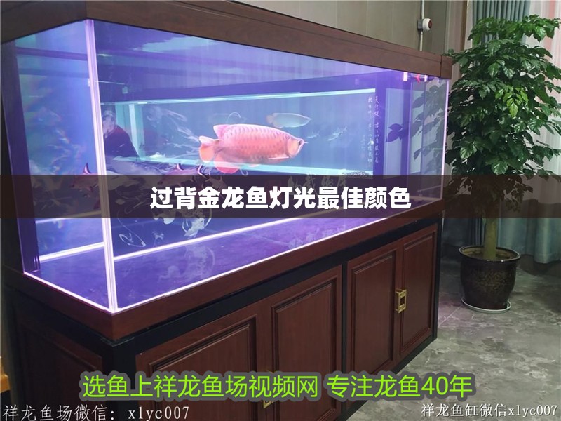 過背金龍魚燈光最佳顏色