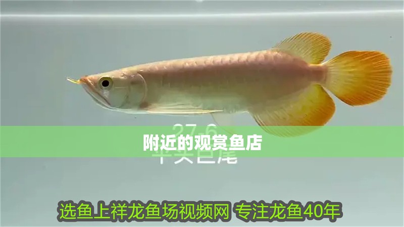 附近的觀賞魚店 附近的觀賞魚店 龍魚論壇