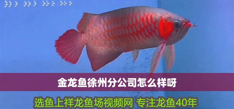 金龍魚徐州分公司怎么樣呀