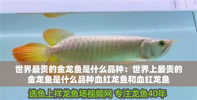 世界最貴的金龍魚是什么品種：世界上最貴的金龍魚是什么品種血紅龍魚和血紅龍魚
