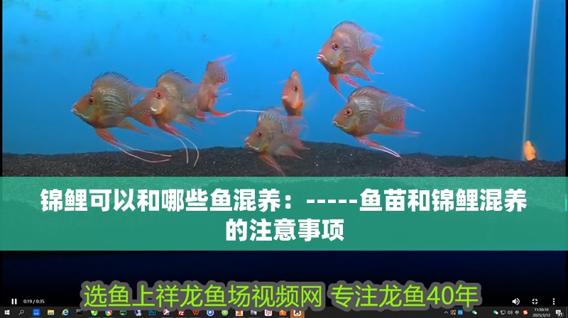 詳細閱讀:錦鯉可以和哪些魚混養:-----魚苗和錦鯉混養的注意事項 錦鯉可以和哪些魚混養:-----魚苗和錦鯉混養的注意事項