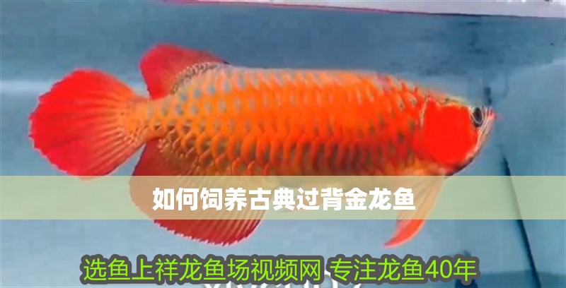 如何飼養(yǎng)古典過背金龍魚 如何飼養(yǎng)古典過背金龍魚 龍魚論壇