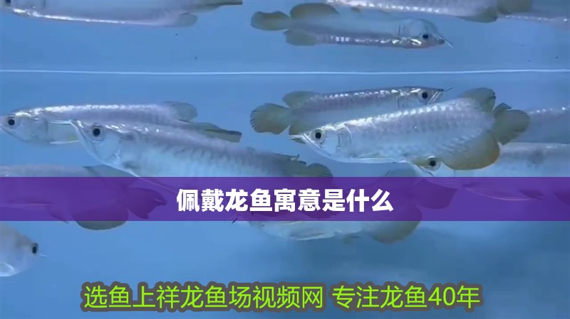 佩戴龍魚寓意是什么