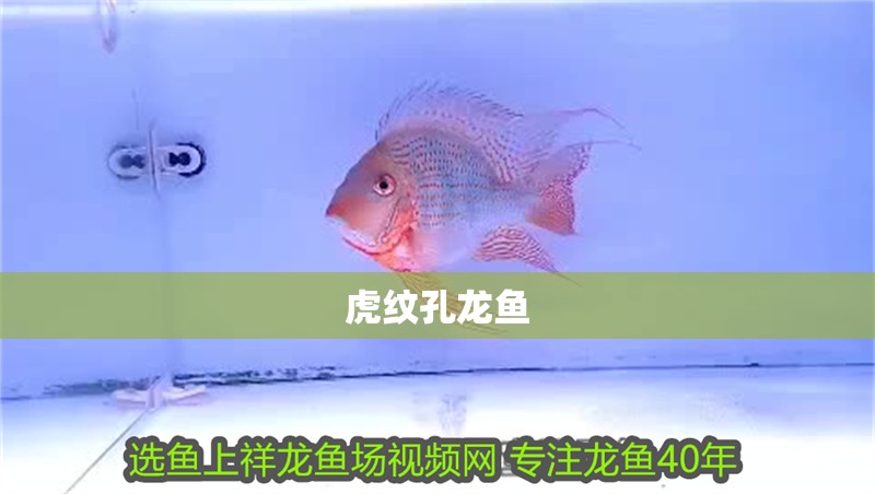 虎紋孔龍魚