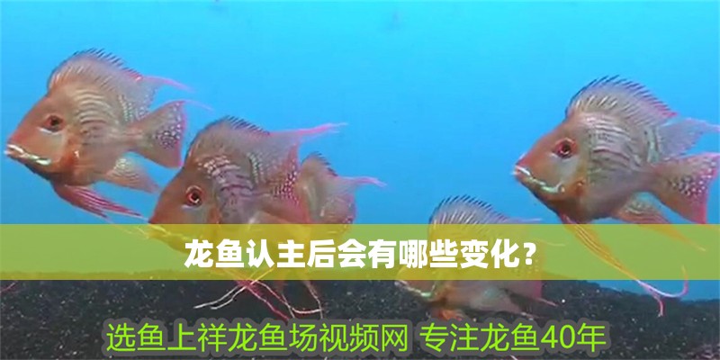 龍魚(yú)認(rèn)主后會(huì)有哪些變化？ 龍魚(yú)認(rèn)主后會(huì)有哪些變化？ 龍魚(yú)百科
