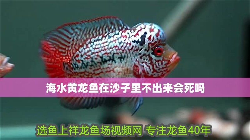 海水黃龍魚在沙子里不出來(lái)會(huì)死嗎