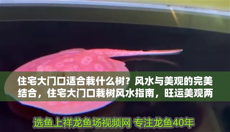 住宅大門口適合栽什么樹？風水與美觀的完美結合，住宅大門口栽樹風水指南，旺運美觀兩相宜的樹種推薦