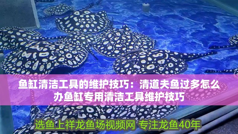 魚缸清潔工具的維護技巧：清道夫魚過多怎么辦魚缸專用清潔工具維護技巧