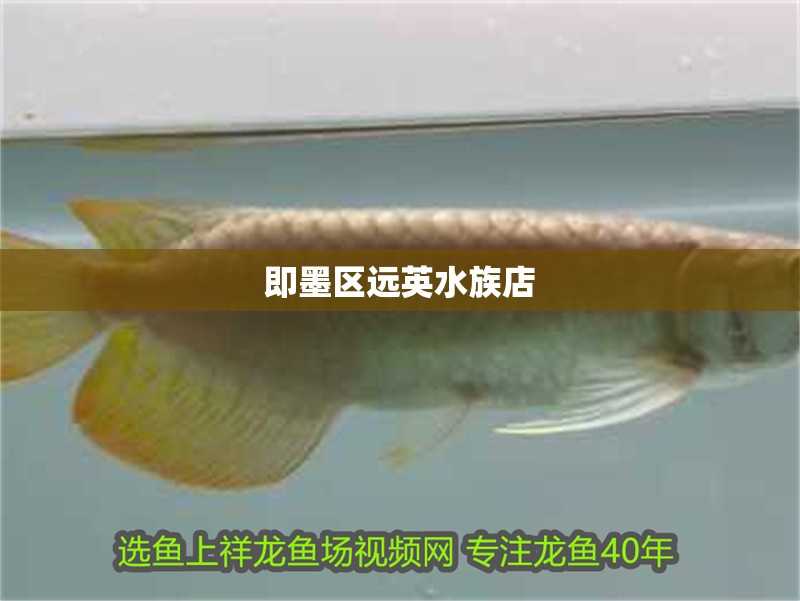 即墨區遠英水族店