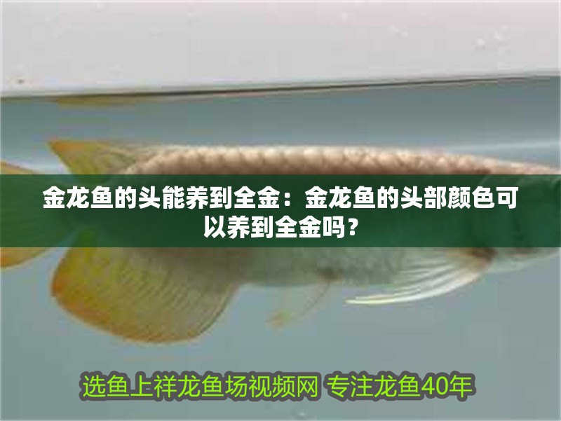 金龍魚的頭能養(yǎng)到全金：金龍魚的頭部顏色可以養(yǎng)到全金嗎？
