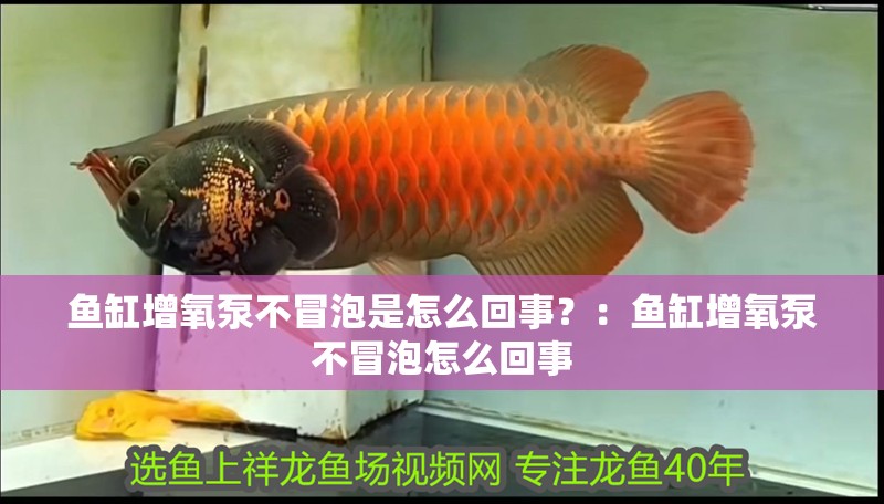魚缸增氧泵不冒泡是怎么回事？：魚缸增氧泵不冒泡怎么回事