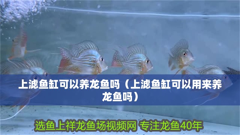 上濾魚缸可以養龍魚嗎（上濾魚缸可以用來養龍魚嗎）