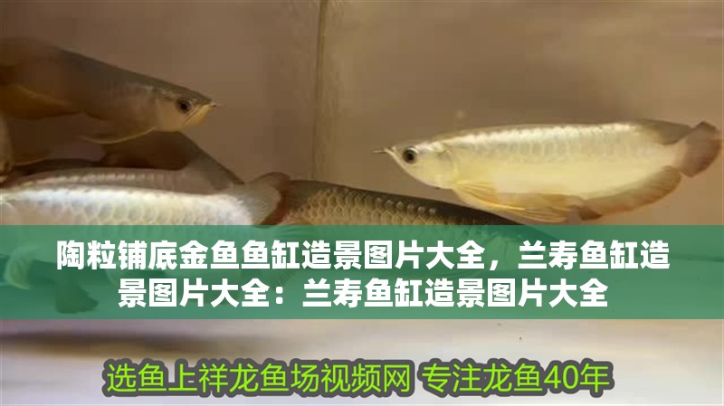 陶粒鋪底金魚魚缸造景圖片大全，蘭壽魚缸造景圖片大全：蘭壽魚缸造景圖片大全 陶粒鋪底金魚魚缸造景圖片大全，蘭壽魚缸造景圖片大全：蘭壽魚缸造景圖片大全 魚缸百科