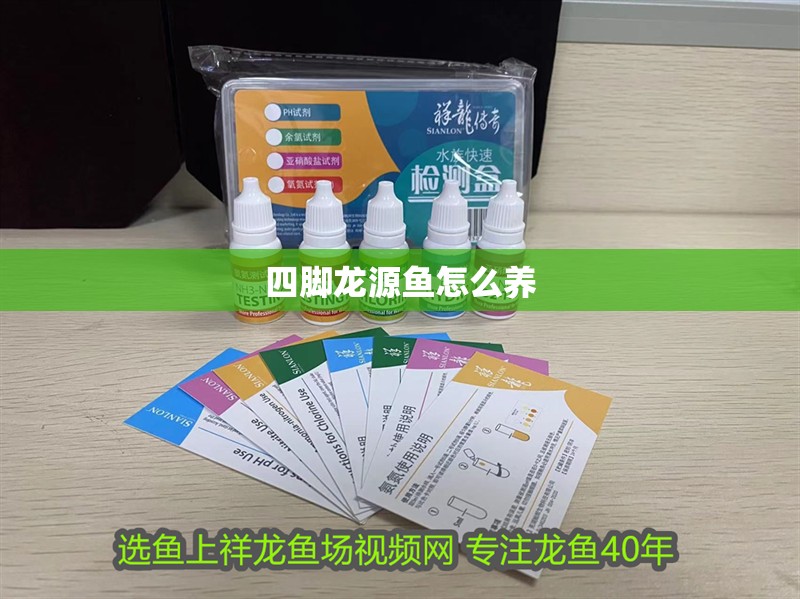 四腳龍源魚怎么養