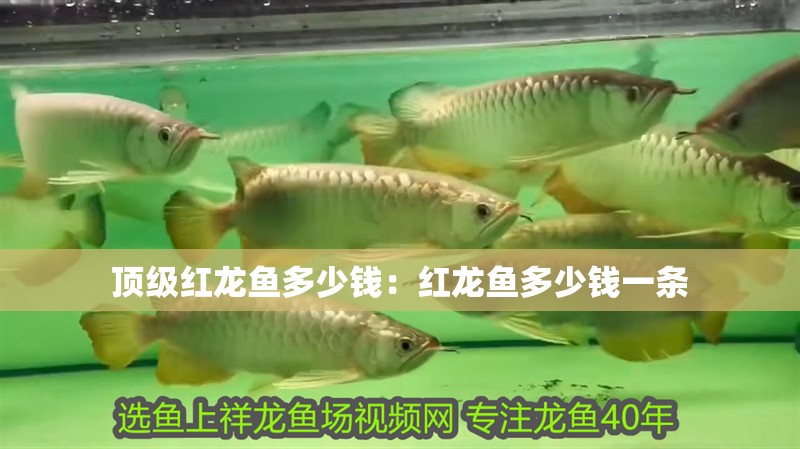 頂級紅龍魚多少錢：紅龍魚多少錢一條