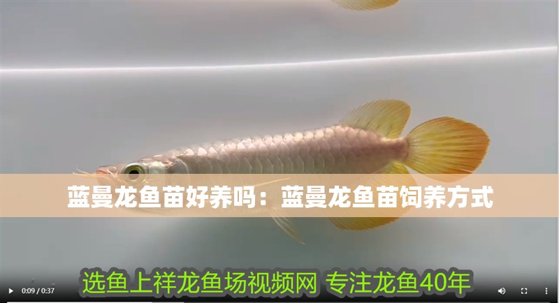 藍曼龍魚苗好養嗎：藍曼龍魚苗飼養方式