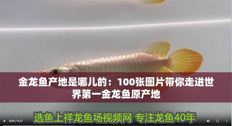 金龍魚產地是哪兒的：100張圖片帶你走進世界第一金龍魚原產地