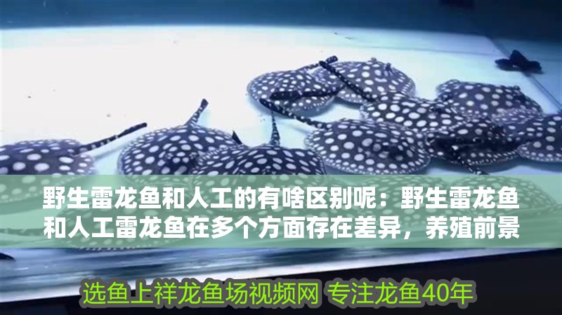野生雷龍魚和人工的有啥區別呢：野生雷龍魚和人工雷龍魚在多個方面存在差異，養殖前景越來越好