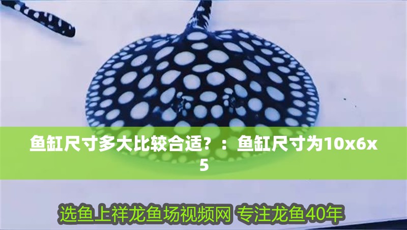 魚缸尺寸多大比較合適？：魚缸尺寸為10x6x5
