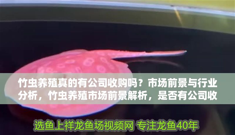 竹蟲養(yǎng)殖真的有公司收購嗎？市場前景與行業(yè)分析，竹蟲養(yǎng)殖市場前景解析，是否有公司收購及行業(yè)發(fā)展趨勢